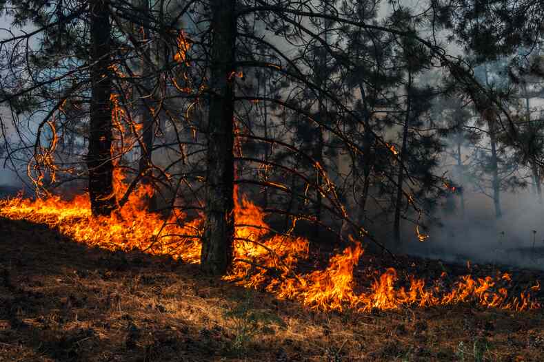 Следы пожаров сохраняются в почве более 130 лет
